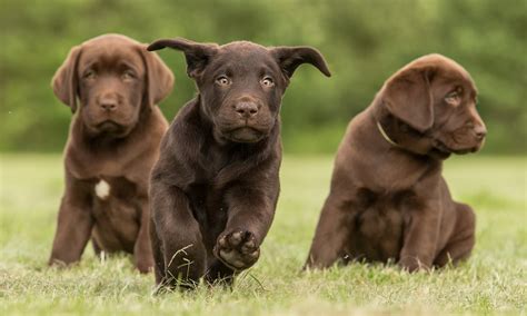  While the Labradors tends to be more active than the English Bulldog, these pups are somewhere in the middle—usually more active than the English Bulldog but slightly less active that the Labrador
