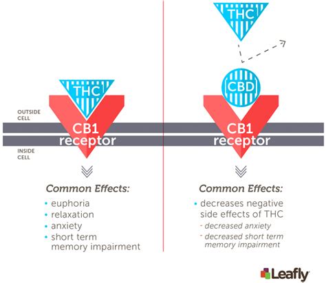  While the THC levels are very low and not enough to produce any psychoactive effects, it is still enough to activate the CB1 receptors in the brain
