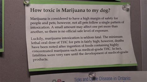  While the agency is aware of reports of pets consuming various forms of cannabis, to date, FDA has not directly received any reports of adverse events associated with animals given cannabis products