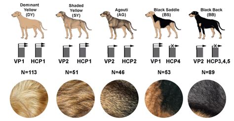  While the amount of shedding can vary between individual dogs, each coat colour tends to shed equally