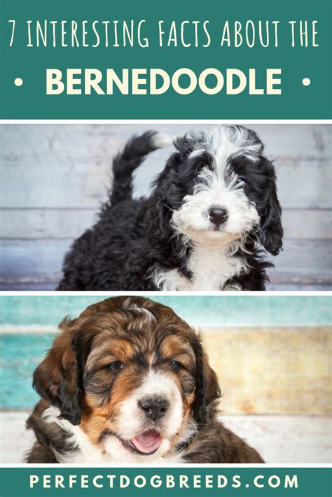  While the bernedoodle is a generally healthy breed, there are a few health issues that they may be predisposed to, such as hip and elbow dysplasia, eye and heart diseases, allergies, skin issues like hot spots , and Von Willebrand disease