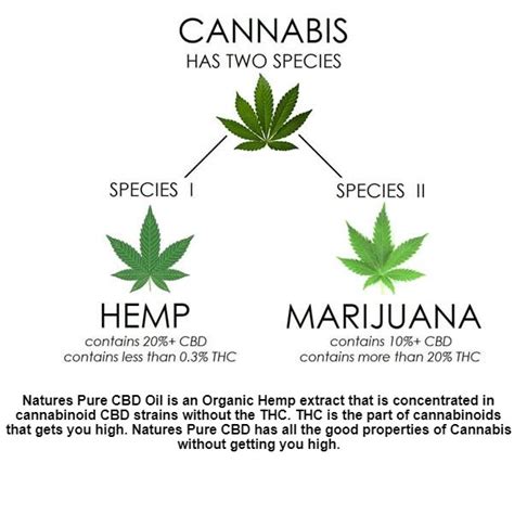  While the cannabis sativa plant can refer both to hemp the source of all legal CBD products and marijuana, hemp must contain 0