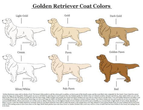  While the color yellow is part of their namesake, their coats range from fawn or cream to butterscotch or a deep golden hue