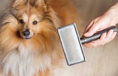  While the longer-haired dogs require a bit more brushing and trimming to stay free of mats