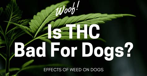  While the psychoactive effects are pleasing for some people, for dogs, THC is toxic
