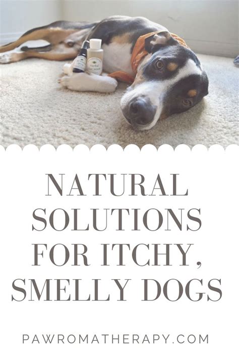  While the smell might be a little off-putting for some, it can provide great relief for your itchy dog