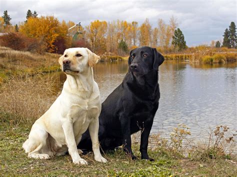  While their Labradors are show dogs, they strive to produce pet-quality dogs too