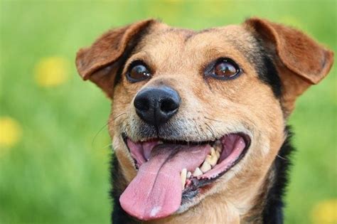  While their status as mutts or mixed-breed dogs can protect them from some genetic and breed-specific diseases, they are still susceptible to these health problems: Joint issues e