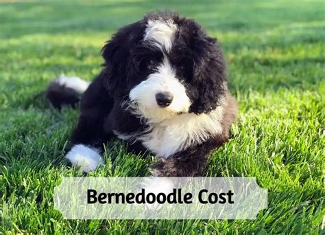  While there is no definitive answer when it comes to how much a Bernedoodle puppy may cost, there are a few things that can help you budget for your new furry friend