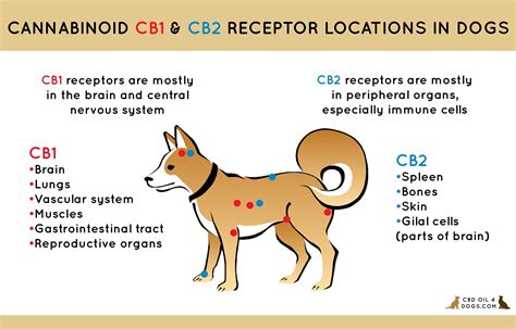  While there is no formal study on how CBD affects dogs, research indicates that CBD interacts with the endocannabinoid receptors in the central and peripheral nervous system, with some evidence pointing toward a calming effect brought on by CBD, which may help treat anxiety
