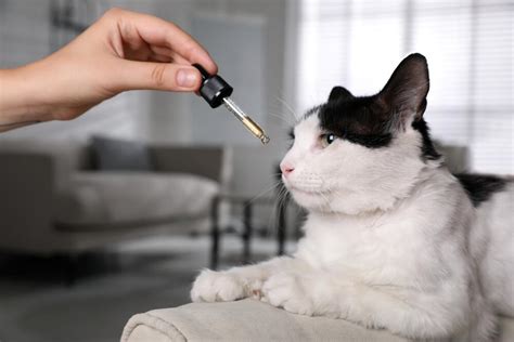  While there is not currently a large body of research about offering CBD to cats with seizures, the National Institute of Health has published CBD research demonstrating strong reductions in epileptic seizures in rodents and shows CBD to be an effective therapeutic anti-convulsant