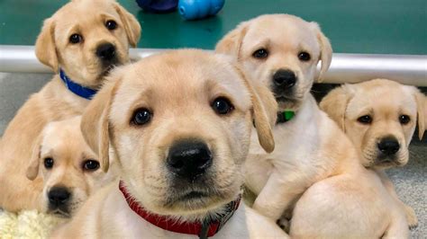  While these puppies may not be cheap, we strive to make them as affordable as possible while ensuring they are raised in a loving home environment