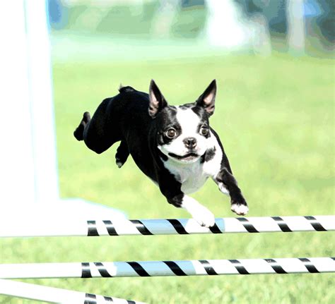  While they can excel in agility contests, Boston Terriers may also have a lazy side and will be content snuggling with you on the couch
