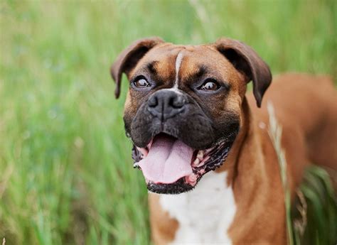  While they may have a rough-and-tumble reputation, Boxers are actually a gentle, loving family breed