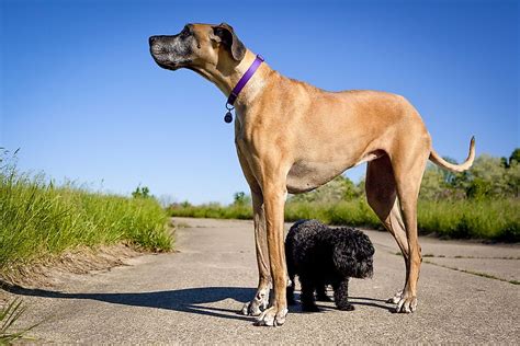  While they may not be the biggest breed of dog out there, they are certainly larger than toy breeds and possess impressive strength for their size