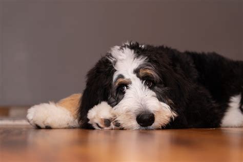  While this can be corrected with younger Bernedoodles, older dogs will need surgery to get the disease rectified