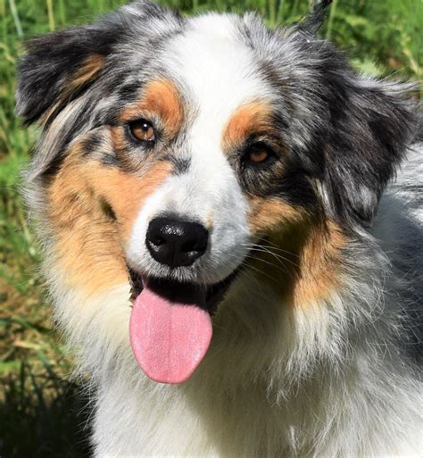  While this is a smaller Australian Shepherd breeder in North Carolina, they have a lot of experience in working with Aussies
