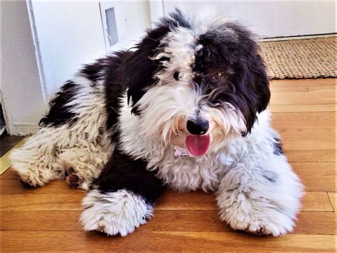  While this is considered a designer breed, they do appear in shelters, and rescue groups that focus on Poodles and Bernese Mountain Dogs will sometimes work with mixes of those breeds