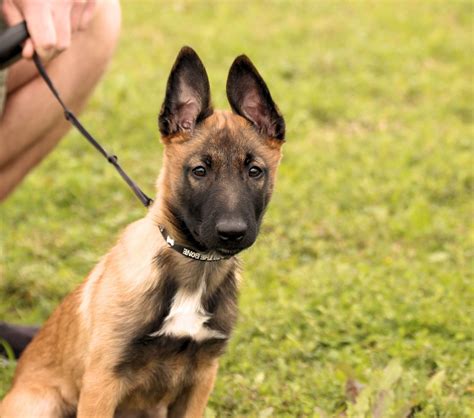  While training is important for every dog breed, it is especially important for Belgian malinois german shepherd mix puppies so that you can ensure they develop good habits and understand their place in the family hierarchy