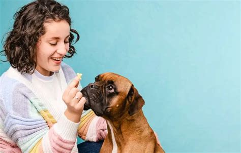  While treats are a delightful way to bond with your Frenchie and reward them, moderation is key