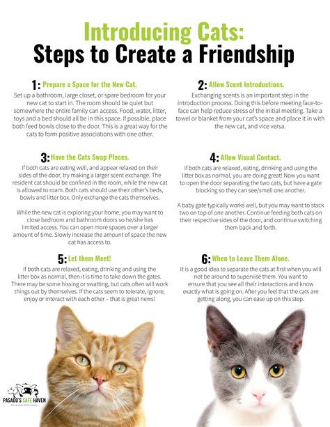  While we recommend a multi-step process for introducing a cat read tips from our friends at PAWS here , CBD can certainly help with the initial transition