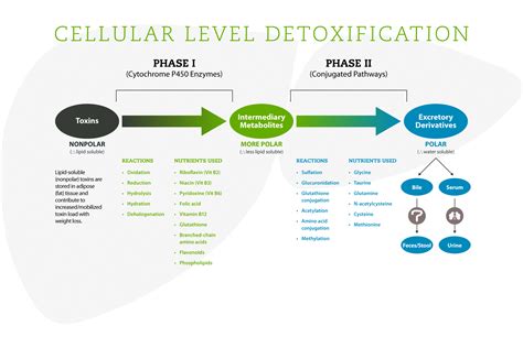  While you might see the detox process as a means of getting the metabolites out of your system, detoxification can be very hard on the mind and body