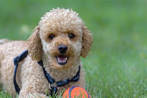  While young Poodles need to be taken out often see above , if they are kept on that schedule as they mature, they will not have an opportunity to learn to hold their needs and bladder and bowel muscles will not strengthen as they otherwise would