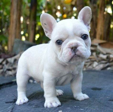  White French Bulldog Even though white is considered a standard French Bulldog color, an all-white Frenchie is still very rare