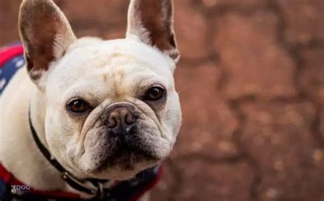  White French Bulldogs are moderately intelligent and easy to train