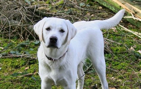  White Labradors are intelligent dogs and can be trained to do a variety of tasks, including basic obedience, retrieving, and agility