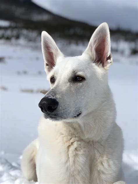  White Shepherds demonstrate both herding and protective instincts