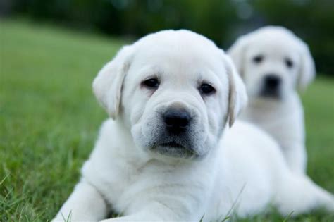  White Velvet Labradors is on Facebook