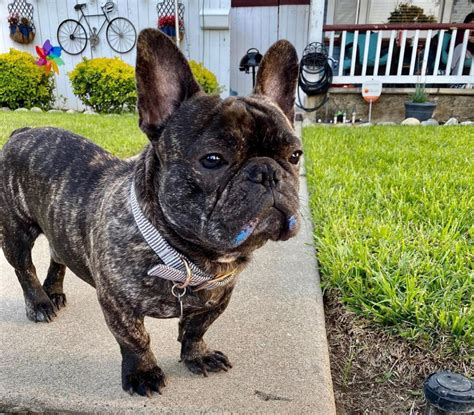  White and Brindle Frenchie