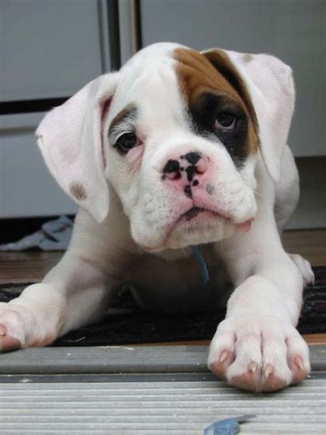  White boxers are not the result of any genetic birth defect; they are genetically normal dogs who have white fur
