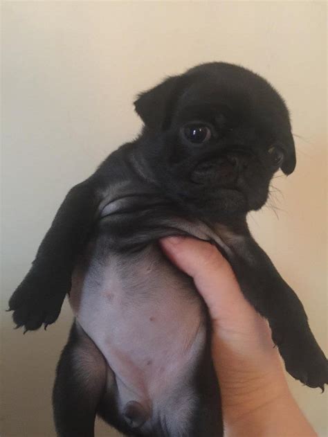  White female pug puppy with blue eyes some dont have blue eyes one has one blue eye and another brown