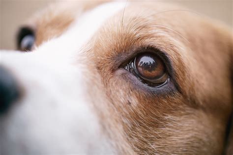  Whites of eyes showing while dog is looking straight ahead