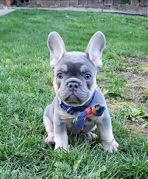  Who is the best French Bulldog breeder in Houston Texas? Please contact us for pictures, video, or schedule a FaceTime to see your future Frenchie baby! Where can I purchase a French Bulldog in Texas? Houston French Bulldog has French Bulldog puppies ready for new homes