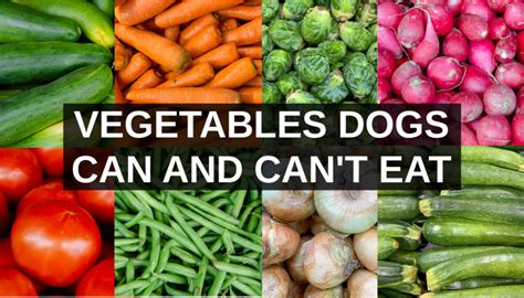  Whole, raw vegetables will not harm dogs who enjoy fresh or frozen green beans, carrots and other vegetables as treats or chewy snacks