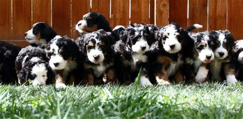  Why Daisy Hill Bernedoodles? We are not what you think of when envisioning a traditional kennel