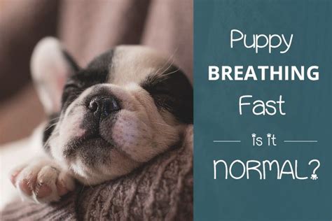  Why Do Pups Breathe Fast As mentioned above pups have higher breathing rates than adult dogs, which applies even more to hyper pups, who are eager to play and explore