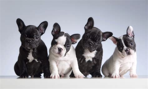  Why are French Bulldogs so Expensive? The Frenchie is one of the most popular small dog breeds