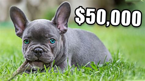  Why are bulldogs so expensive? Bulldogs are one the most expensive dogs to buy