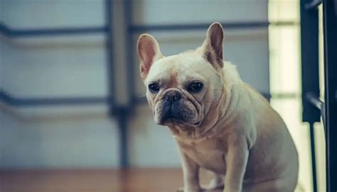  Why does being small affect the whelping process? One of the main problems is that female French Bulldogs have very narrow hips