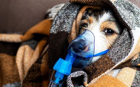  Why hospitalization? In severe cases, a dog may be put into an oxygen case to support respiration