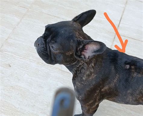  Why is my French Bulldog losing hair? There are several different reasons as to why a French Bulldog loses hair