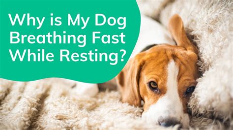  Why is my dog breathing so fast? While a quick rate of breath can be worrying it should not be a reason for instant panic