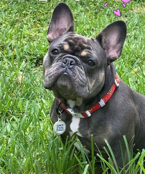  Why is that? Frenchies that carry only one LH gene have regular short coat, but they are still valuable for breeders