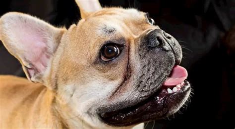  Why is your french bulldog acting hyper? Your french bulldog is acting hyper because they need more exercise