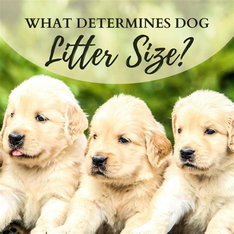  Why the Size of the Dog Breed Affects Litter Size The different sizes of litter between breeds are due to the fact that larger breeds have more room in their uterus to grow puppies, while smaller breeds have less room