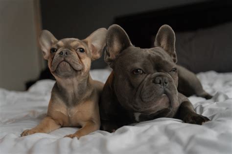  Why you should not get a Frenchie before 8 weeks of age Only ignorant people and breeders would let a French Bulldog puppy leave their mother before 8 weeks of age